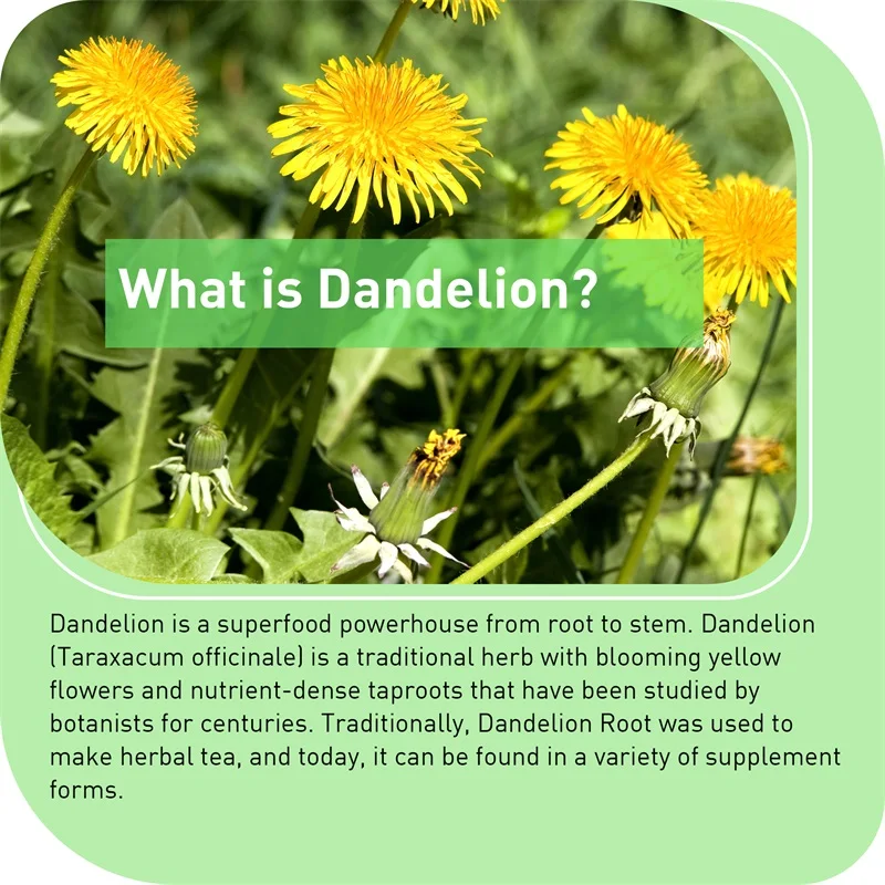 Dandelion Root Capsules - Pros - Tulsi Holy Basil ulasan dan harga